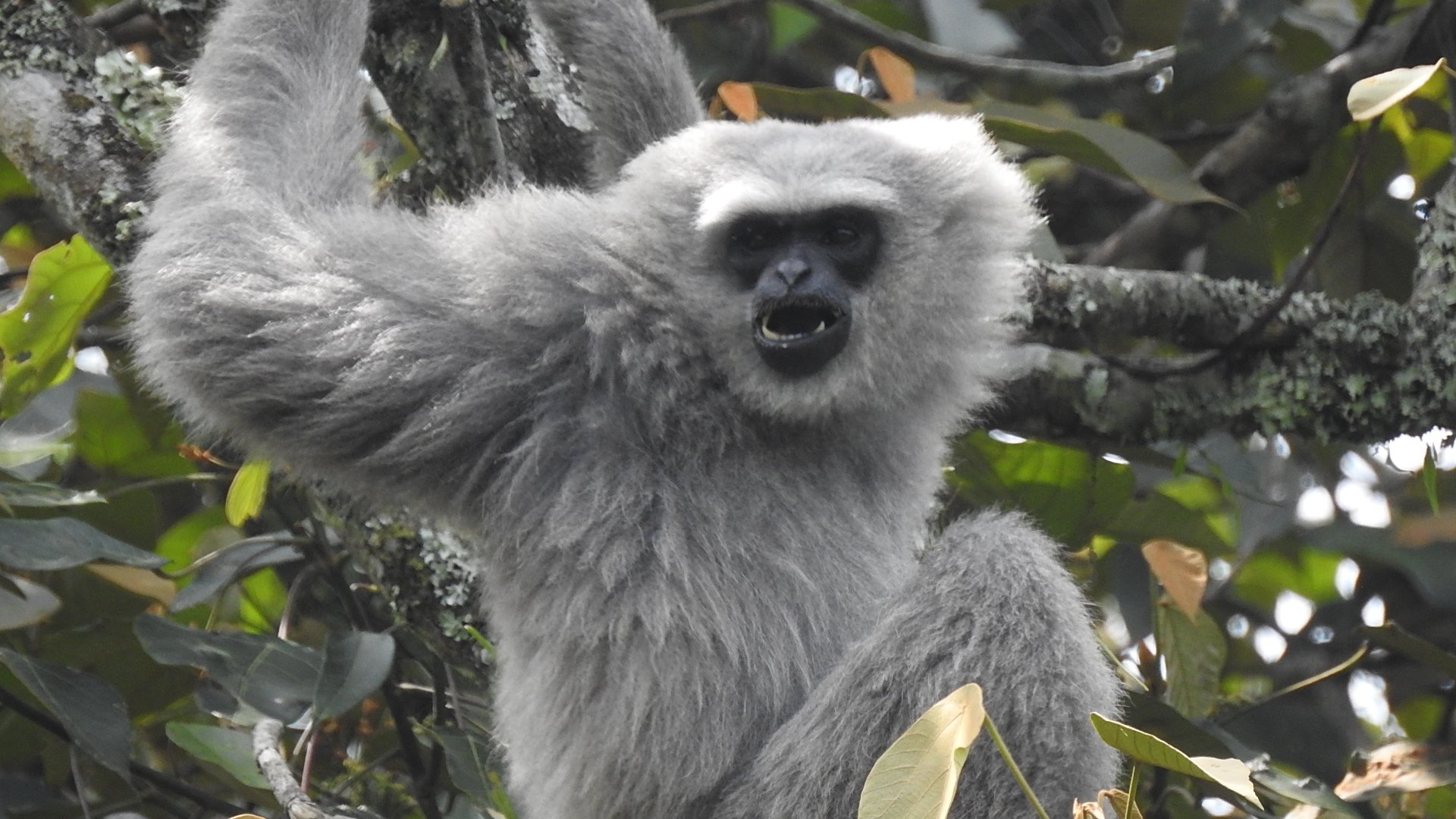 The Endangered Javan Gibbon a species at risk of extinction